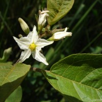 Solanum torvum Sw.